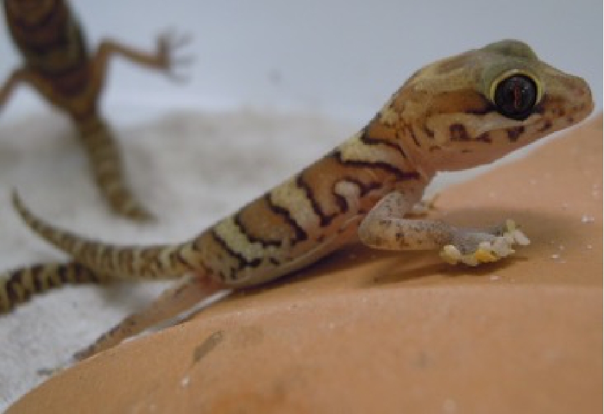 ソメワケササクレヤモリ